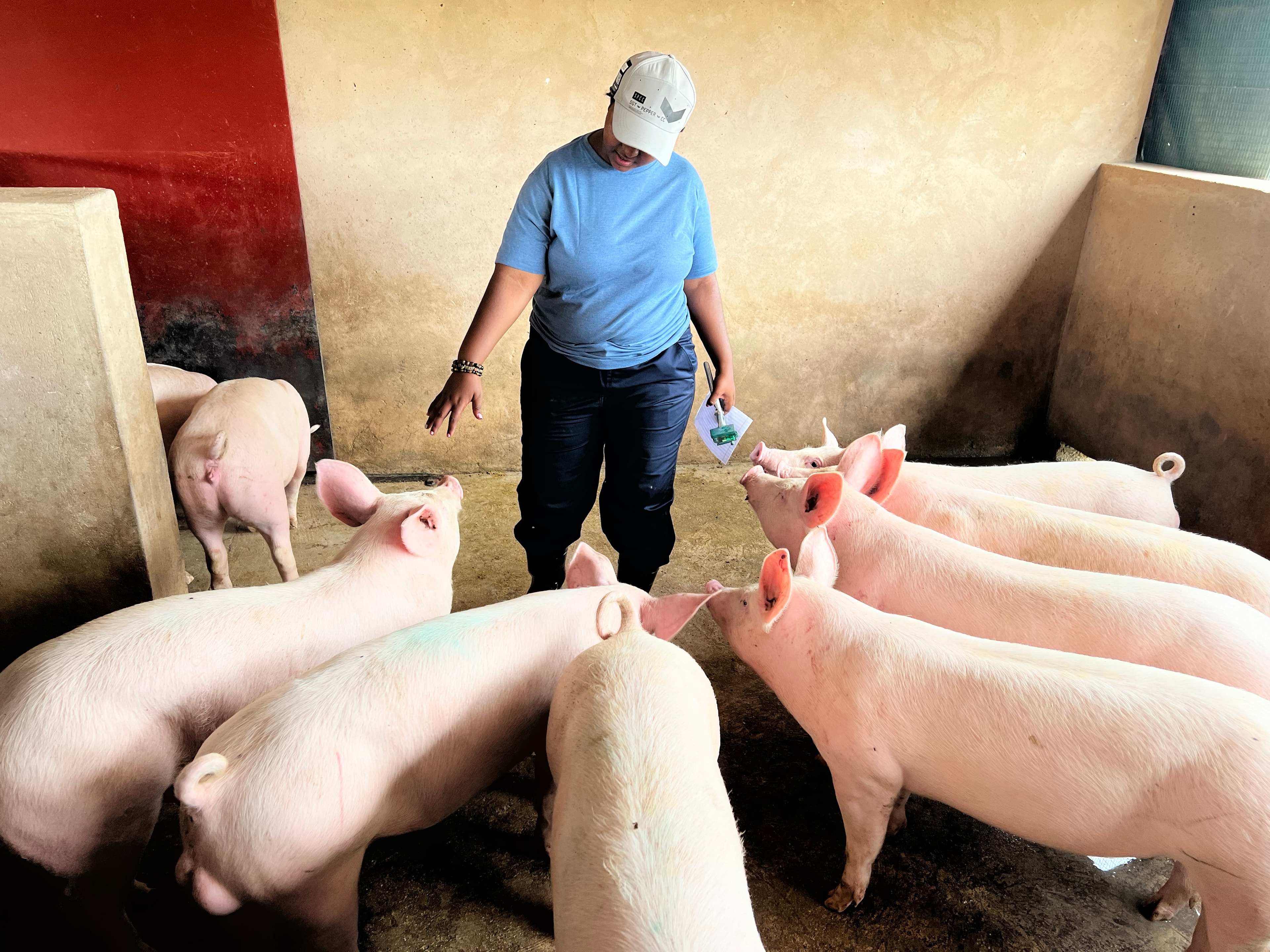 Inyama Yethu Pig Farm background
